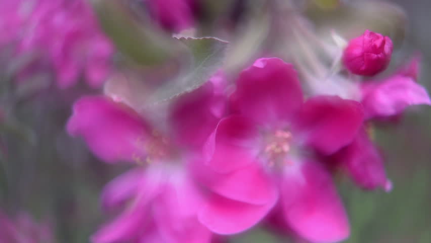 Header of faery