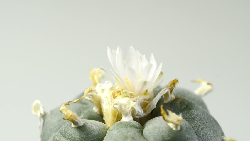 Header of peyote