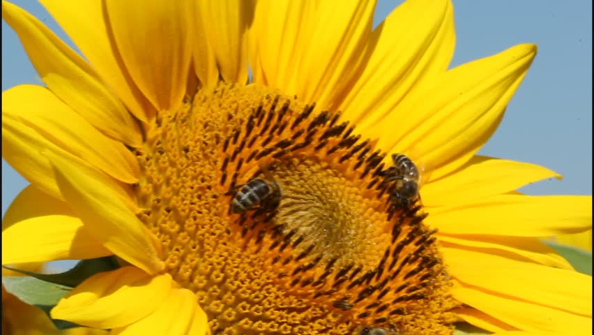 Bees and Sunflowers. Bees and Stock Footage Video (100% Royalty-free