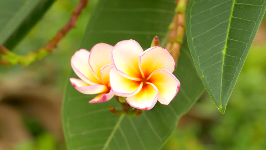 A Bouquet Of Plumeria ( Frangipani ) Flowers On Trees That Specific ...