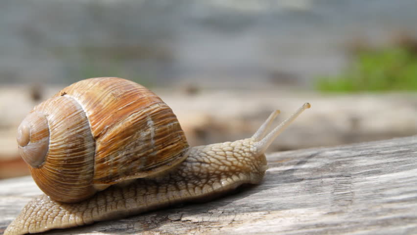 Header of snail