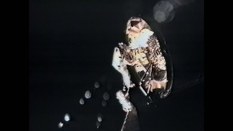 1950s Bird Pecks At Branch Stock Footage Video 100 Royalty