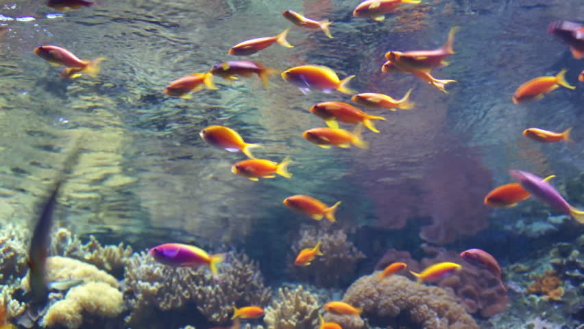 Rüyada Küçük Rengarenk Canlı Balıklar Havuzda Görmek