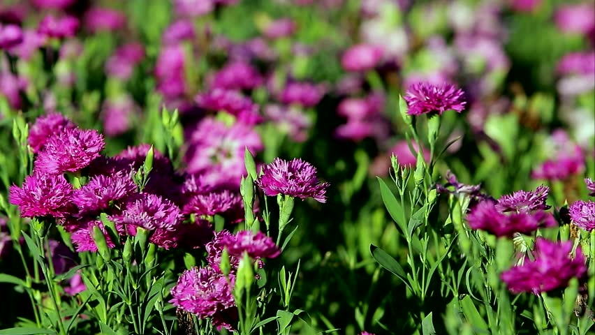 Pink Flowers Moving in the Stock Footage Video (100% Royalty-free ...