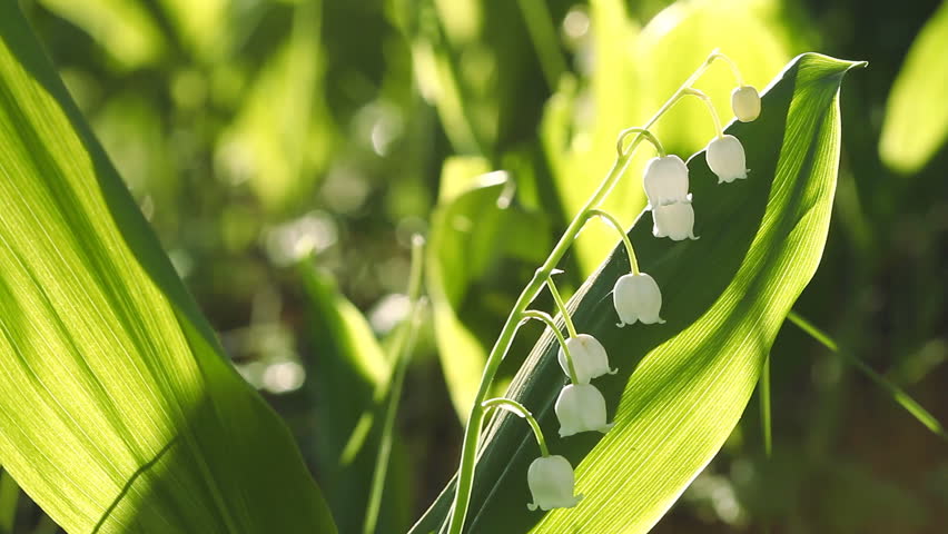 Lily Of The Valley Stock Footage Video | Shutterstock