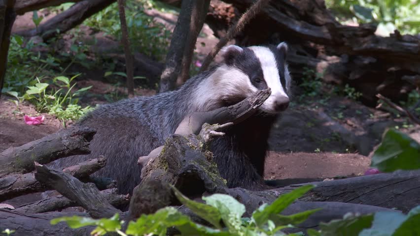 Header of badger
