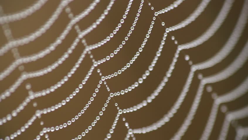Image result for spider web with dew drops