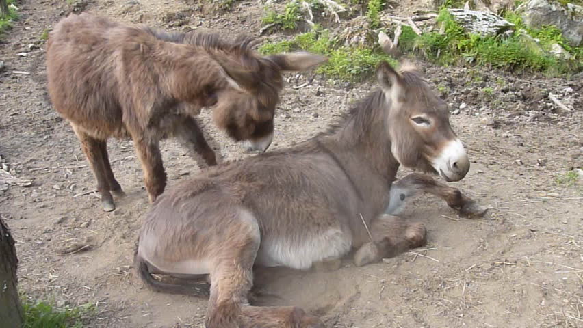 Donkey Show Tijuana