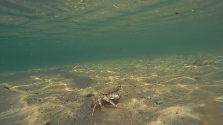 An Underwater Shot Of An Ocean Crab Walking Along The Sandy