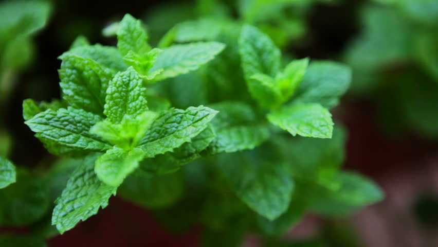 Stock video of moving over peppermint plants in a | 1243945 | Shutterstock