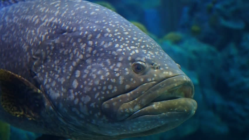 Giant or Queensland Grouper Fish. Stock Footage Video (100% Royalty ...