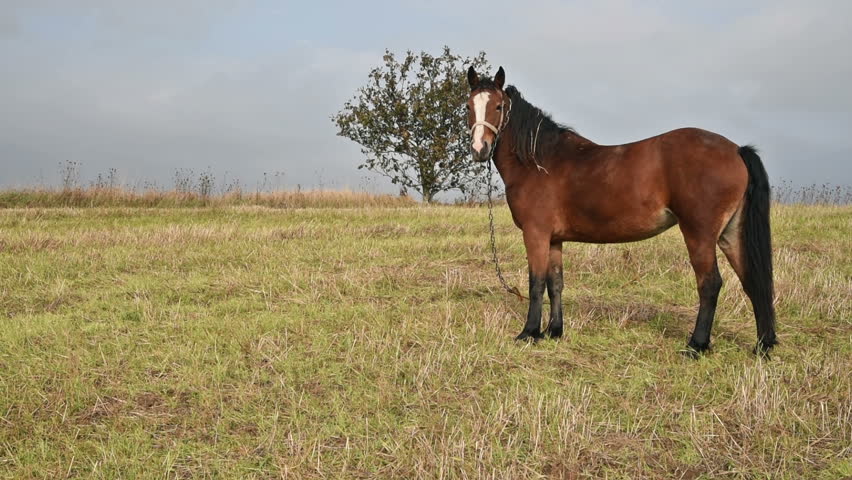 Horses Running And Playing In Pasture After Rain Stock Footage Video ...