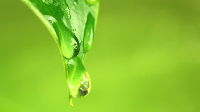 Water Drips Off Leaf, Slow Motion Stock Footage Video 4560185