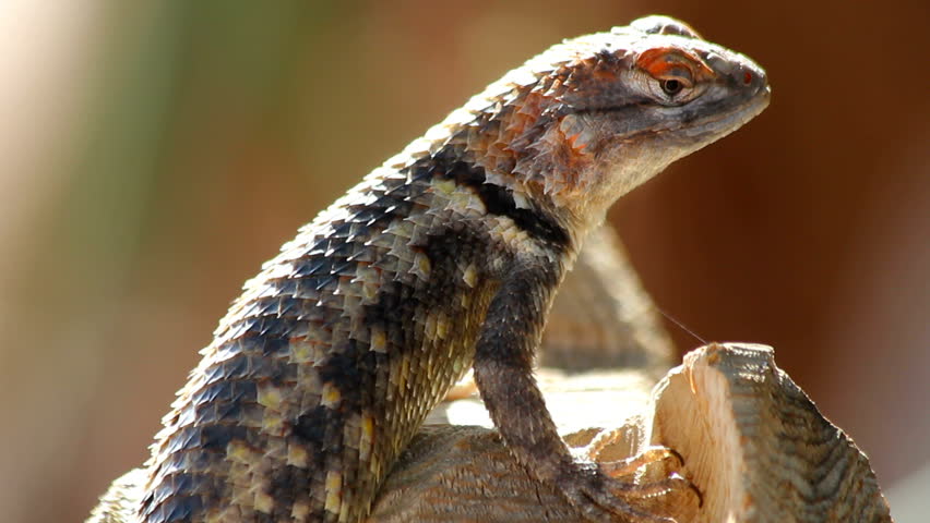 The Second Largest Species Of Chuckwalla, The Angel Island Chuckwalla ...