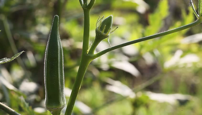 Header of okra