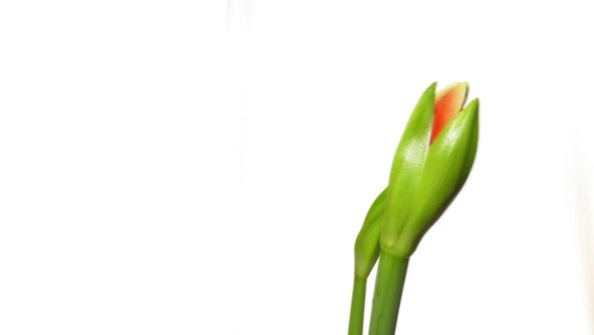 Timelapse Of Single Passion Flower Bloom Opening And Closing On White ...