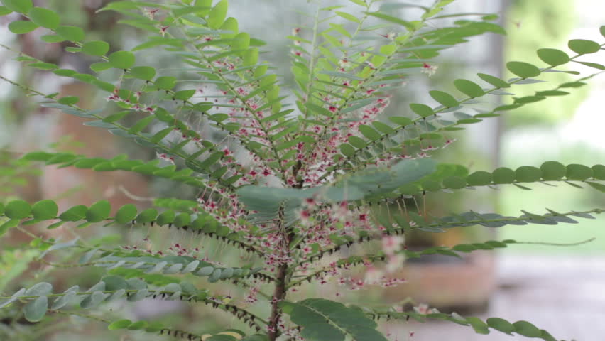 Header of Phyllanthus
