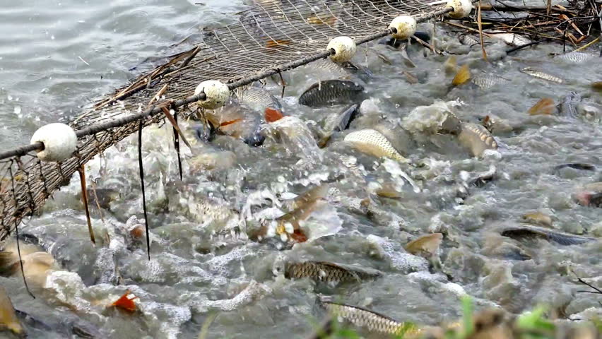 Farm for Breeding Carp Fish Stock Footage Video (100% Royalty-free ...