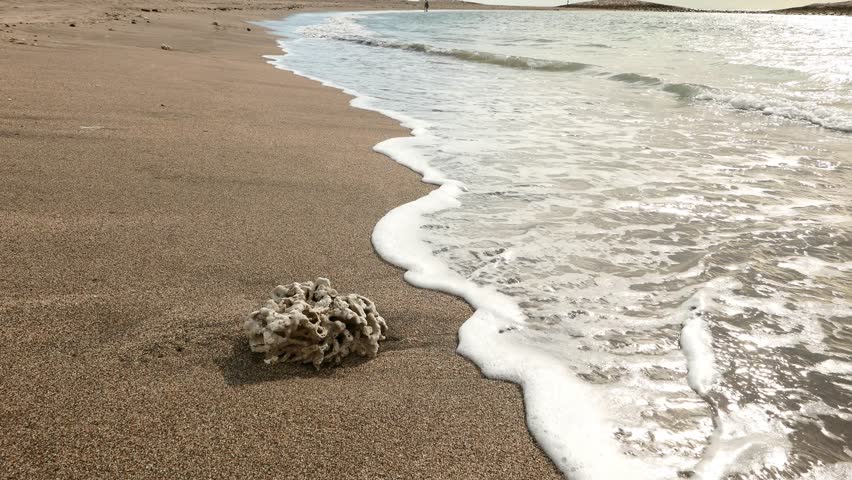 Dead Stony Coral Piece On Stock Footage Video 100 Royalty Free 13105085 Shutterstock