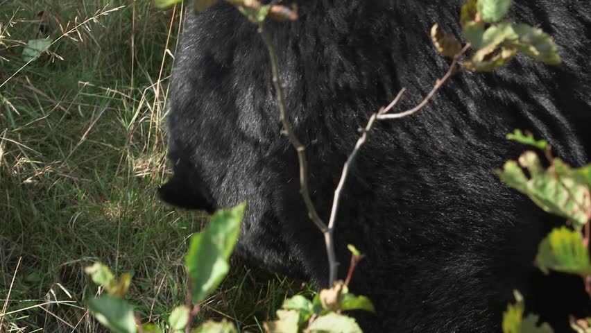 Header of American black bear