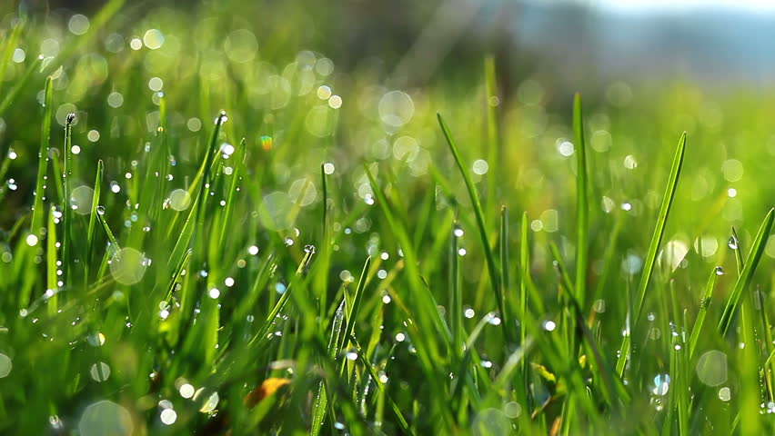 Dew Drops In Lights On Green Grass. Stock Footage Video 2324951 ...