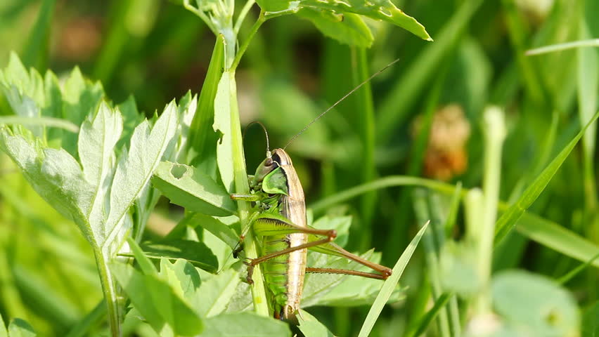 Grass bug. Grass bug