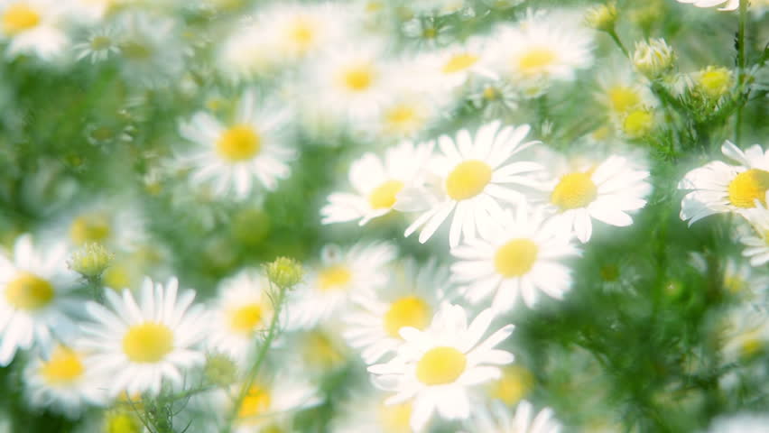 Header of glary