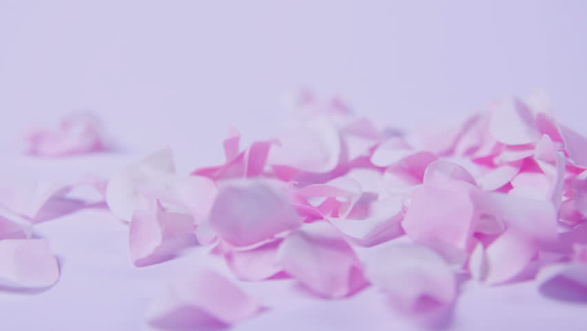 Light Pink Rose Petals Falling Stock Footage Video 100 Royalty