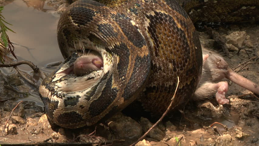 Python Eats Rat in Swamp Stock Footage Video (100% Royalty-free ...