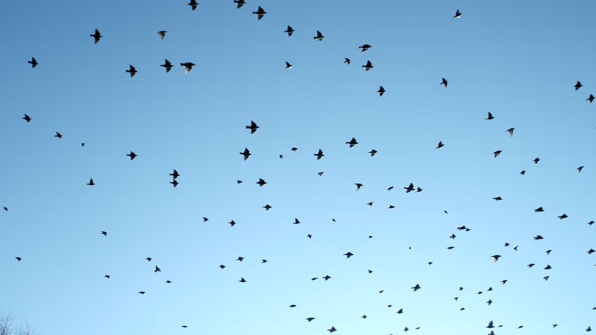 A Flock Of Birds Flying Against A Gray Sky Stock Footage Video 2594672 ...