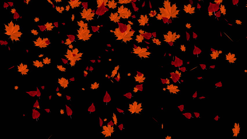 Falling Autumn Leaves Animation Use Stock Footage Video (100% Royalty