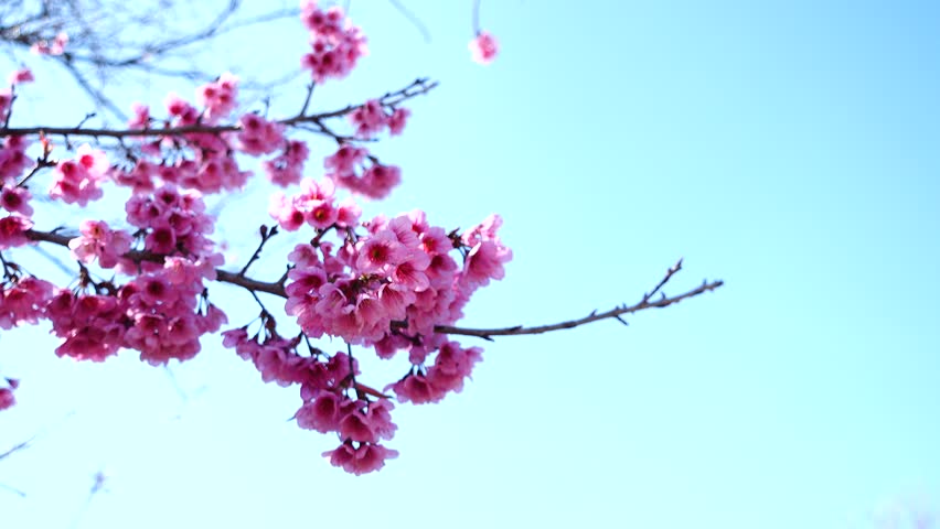 4k00 09beautiful Flower Cherry Blossom Or Sakura Sakura Flower Or