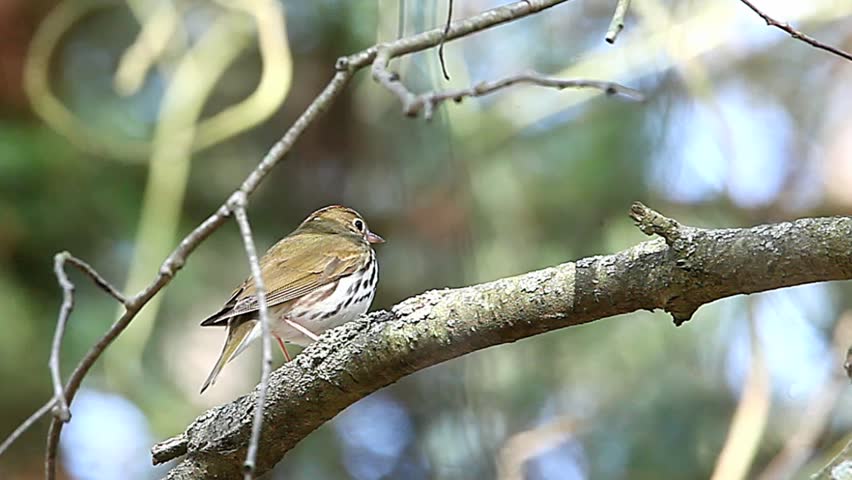Header of ovenbird