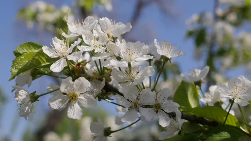 Wind Rustles Cherry Branches Covered With Delicate White Flowers Seen Close Up Green Branch With White Small Flowers That Gently Sways From The Effects