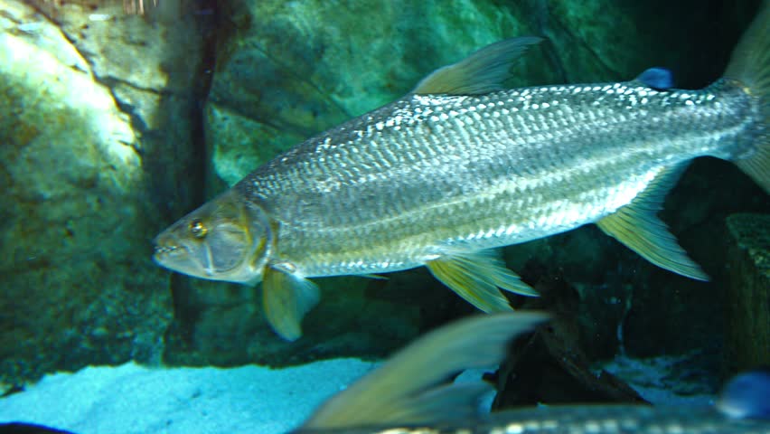 predatory tropical fish