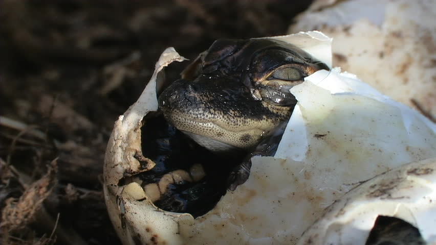 Alligator Eggs Hatching Stock Footage Video 1451317 | Shutterstock