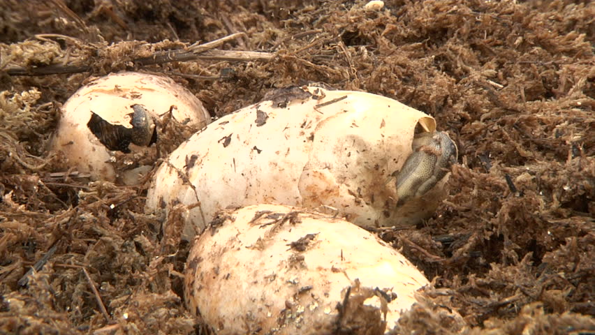 Alligator Eggs Hatching Stock Footage Video 1451317 | Shutterstock