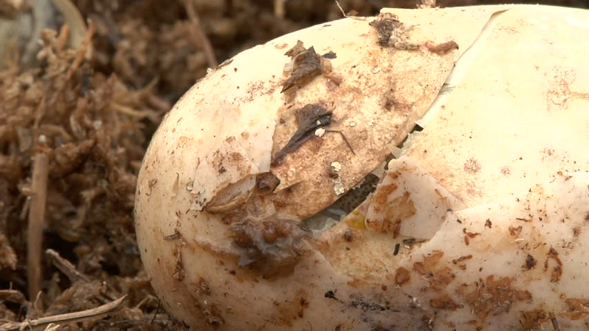 Alligator Eggs Hatching Stock Footage Video 1451317 | Shutterstock