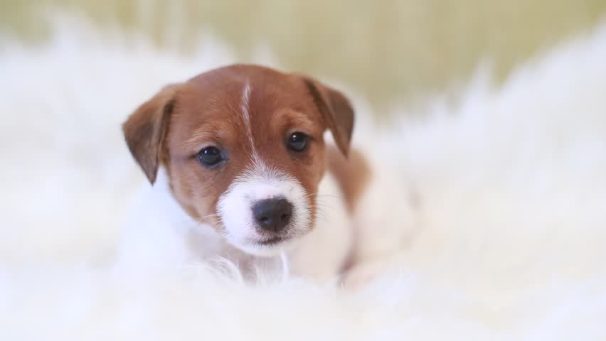 Puppy Jack Russell Terrier Stock Footage Video 100 Royalty Free