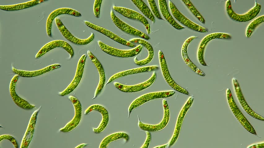 Lepocinclis Spirogyroides Euglena Spirogyra - Stock Footage Video (100% ...