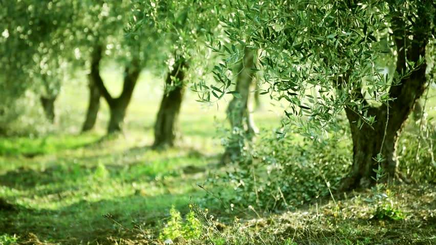 Olive Green Tree Growing In The Garden Natural Sunny Background Olive Green Tree Growing In The Garden Natural Sunny Background Hd 1080
