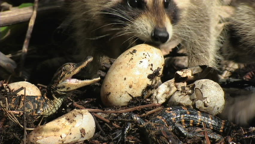 Stock video of raccoons eat alligator eggs | 1490335 | Shutterstock