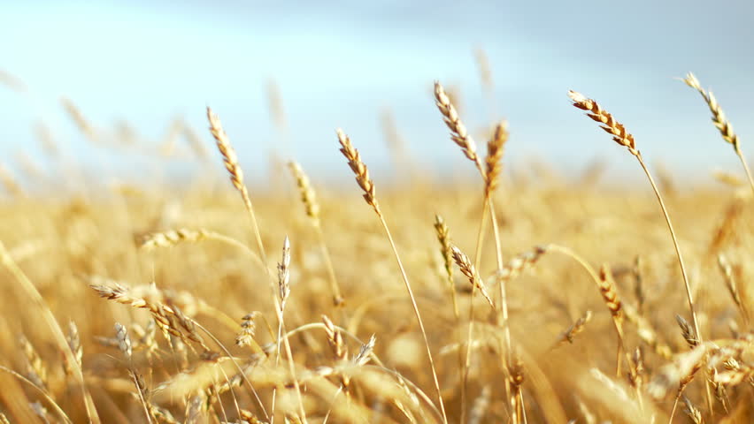 Resultado de imagen de FIELD OF WHEAT