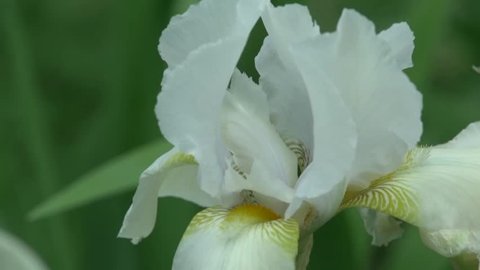 A White Iris Plant In Garden Bloom In Spring