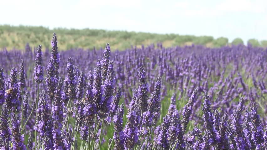 View Of Carlsbad Flower Field Full Pleasant Purple Flowers In Valensole France Circa July 2017 Detail Of A Flowering Lavender Field In Provence