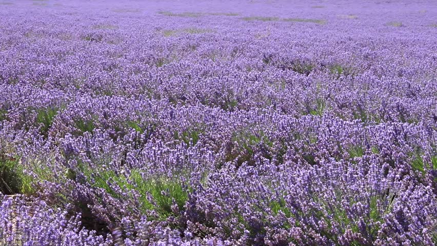 View Of Carlsbad Flower Field Full Pleasant Purple Flowers In Valensole France Circa July 2017 A Wide View Of Blooming Lavender Field