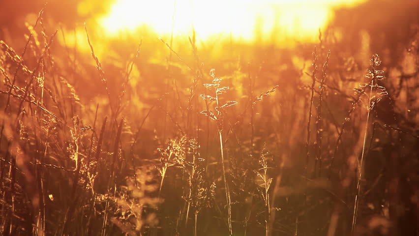 Heavenly Natural Meadow Sunset Background Stock Footage Video (100% ...