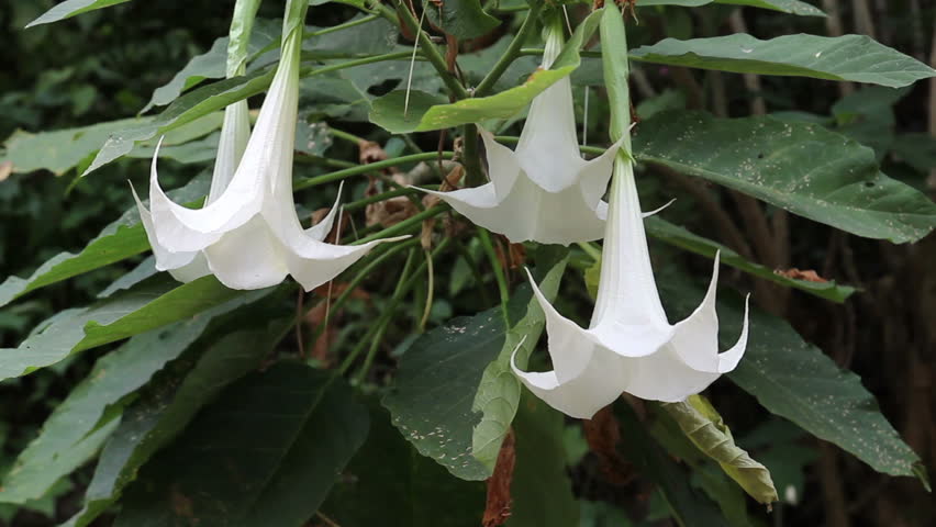 Datura Metel Angel S Trumpet Or Devil Flowers Zoom Blooming Flower Of White Datura Trumpet Ing By The Wind Hd Stock Footage Clip