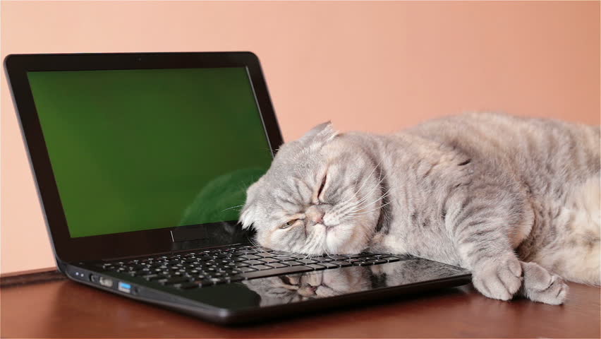 Кот За Компьютером Фото
