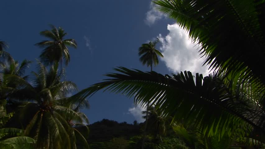 Low Angle Shot Of Tropical Stock Footage Video 100 Royalty Free